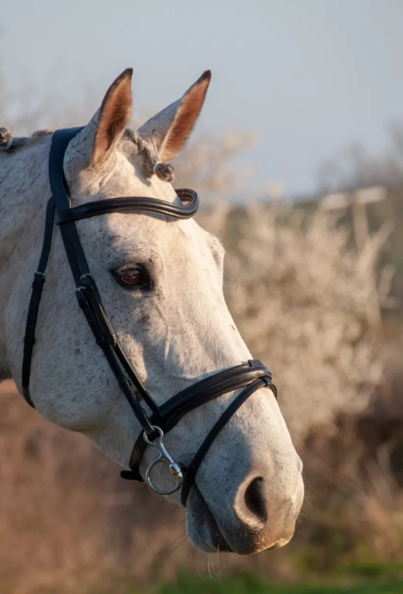 Henry James Comfort Flash Bridle with Flexure Curve headpiece - Black-1
